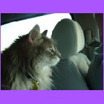 Rascal Helping Drive.jpg